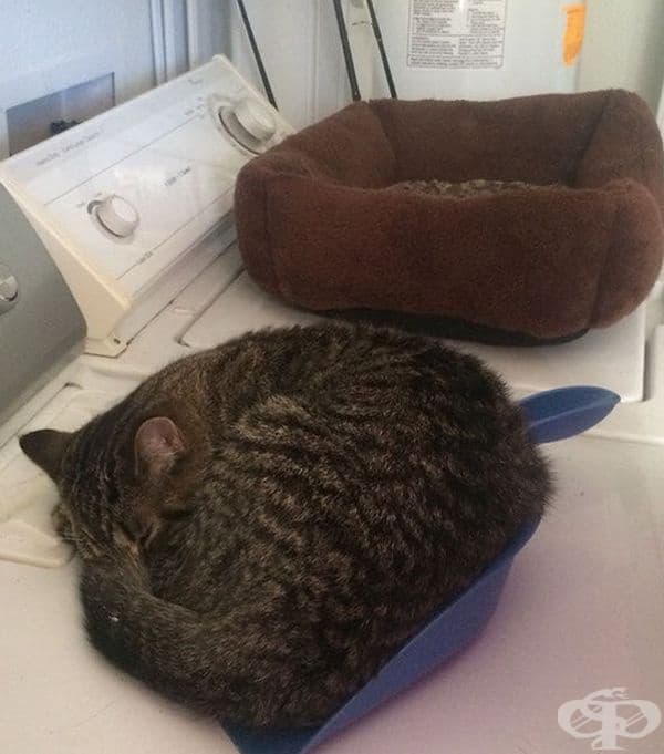 30 котки в неочаквано смешни ситуации
