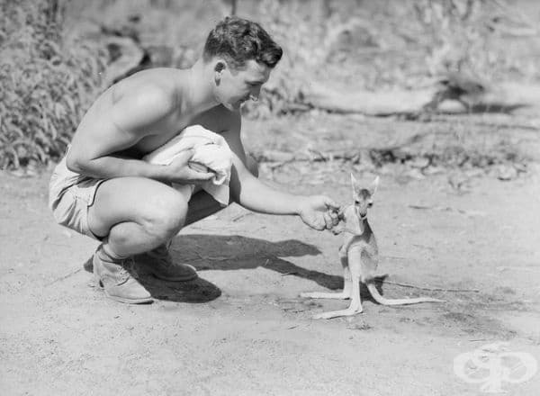 Американски войник и най-добрият му приятел - бебе кенгуру, Австралия, 1942 г.