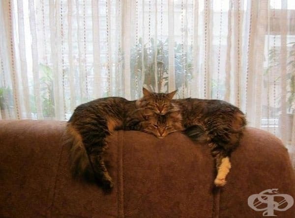 Ето как две котки се сливат в една.
