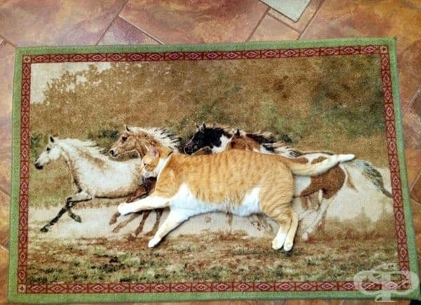 Котка, но с душа на чистокръвен кон.