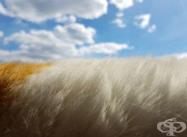 Интересно поле от козина на котка.