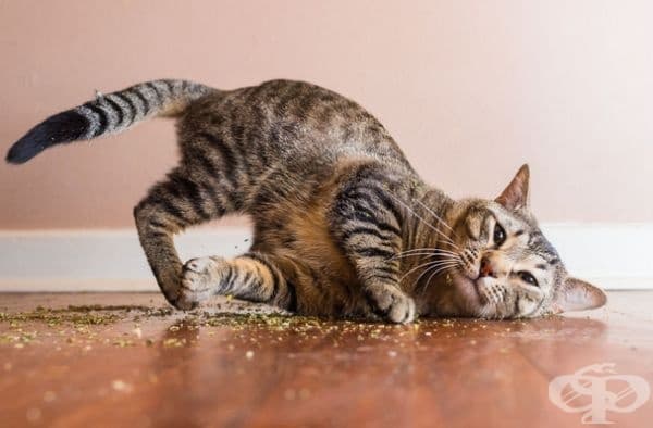 20 щури снимки на котки