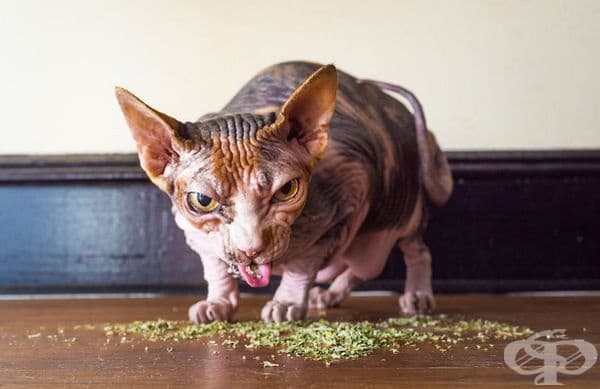 20 щури снимки на котки