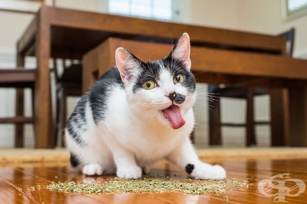20 щури снимки на котки