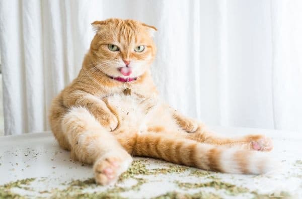 20 щури снимки на котки