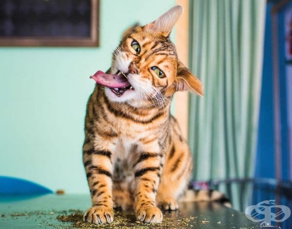 20 щури снимки на котки