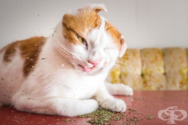 20 щури снимки на котки