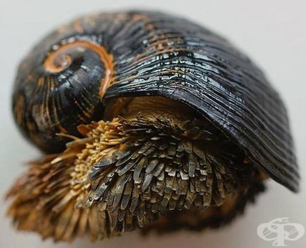  Gastropoda,      .