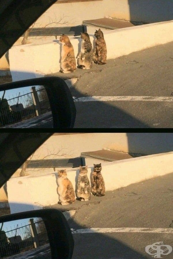 "Тези котки..."