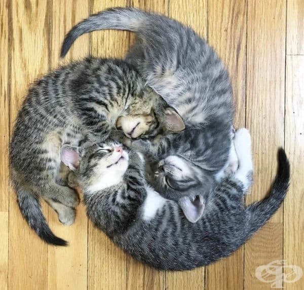 Колело от спящи котки