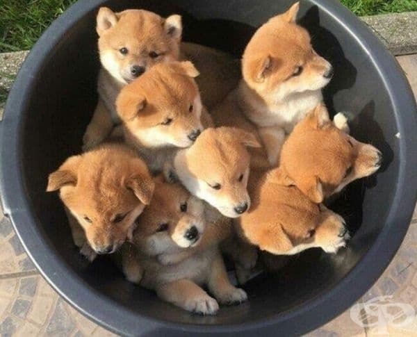 Кофа, пълна със сладост