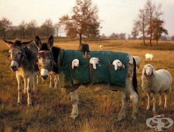 В Италия използват мулета-детегледачки за преместване на агнета в нови пасища