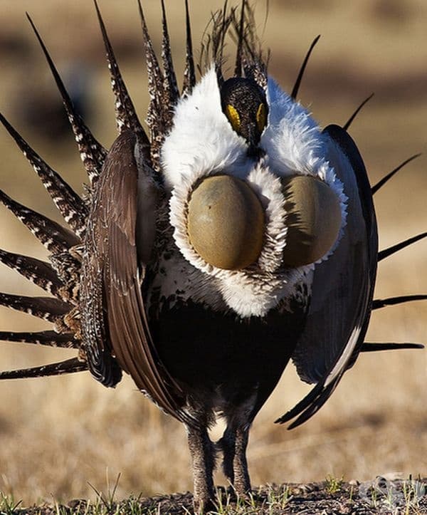 The greater sage-grouse  -     ,    .