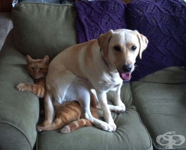 "Котка? Каква котка? Не виждам никакви котки."