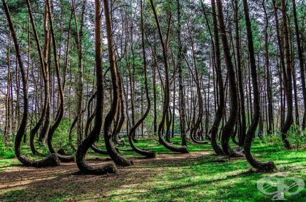 Кривата гора, Полша.