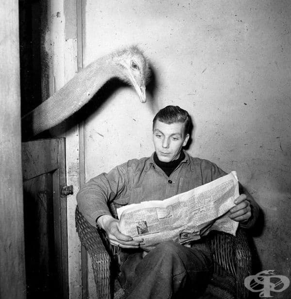 Любопитен щраус, 1951 г.