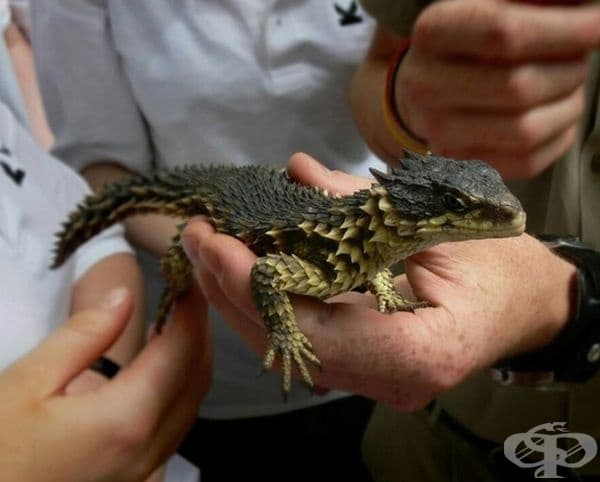 Драконите съществуват и се открива в Южна Америка. Латинското им име е "Smaug giganteus".