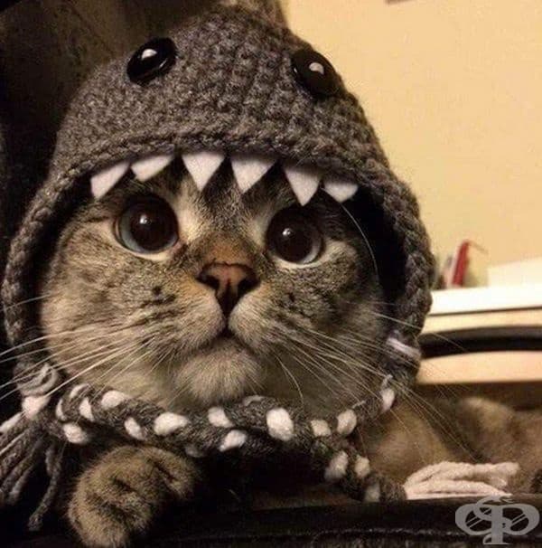 Котка - акула.