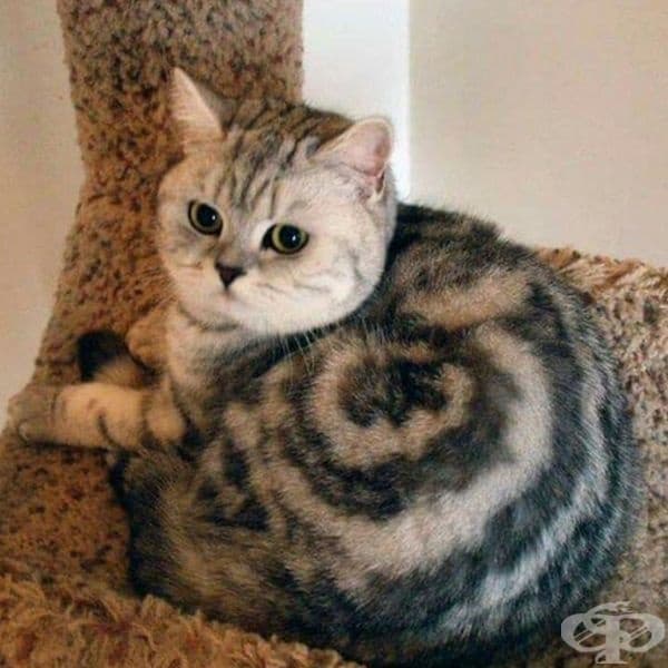 Окраската на котето изглежда като спирала.