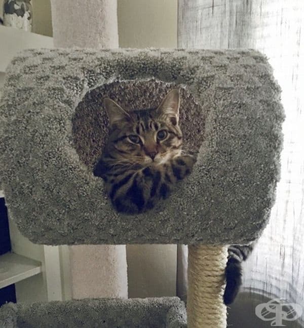 "Котката ми прилича на тираджия."