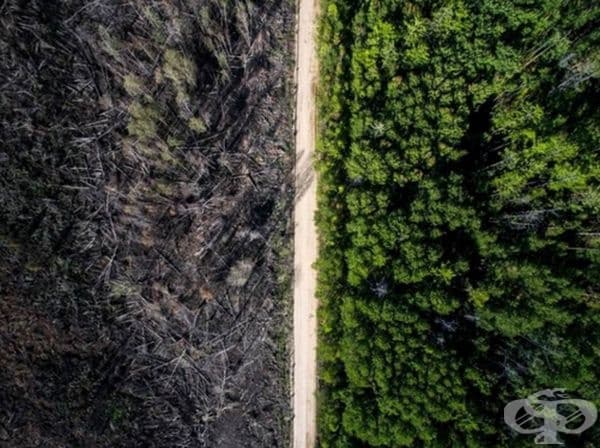 От едната страна на улицата е имало пожар, но от другата страна гората се е запазила непокътната.