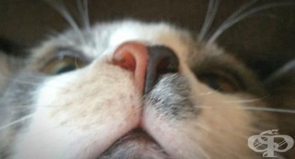 "Носът на котката ми е с два цвята."