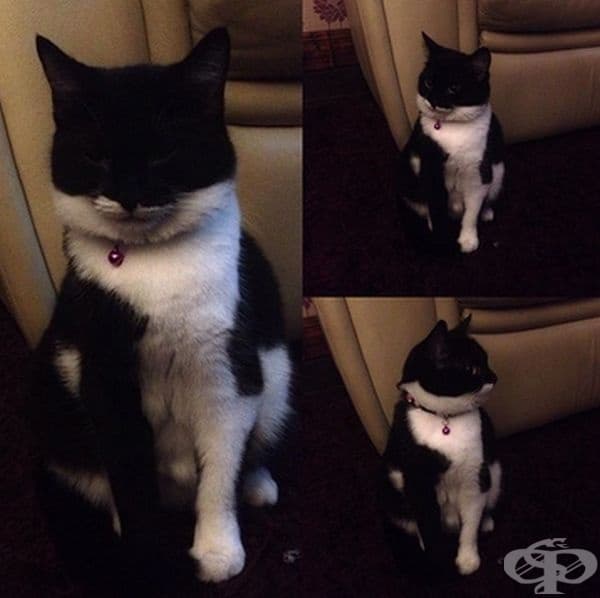 Маска за котки.