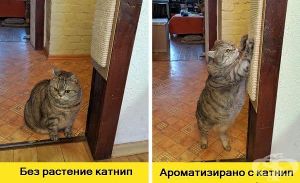 Научете котката си да точи нокти на конкретно за целта място. Просто напръскайте с една от любимите билки за котки - катнип и тя бързо ще се ориентира.