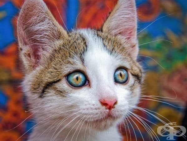 20 великолепни снимки, които се взират директно във вас