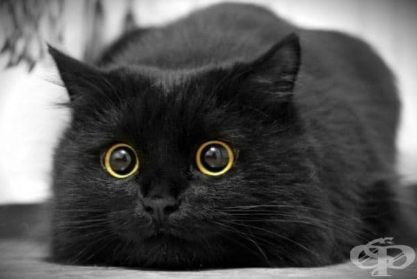 23 котки, които са тъмни като нощта