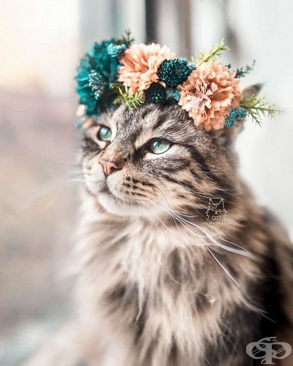 Котки и кучета с величествени корони от пъстри цветя