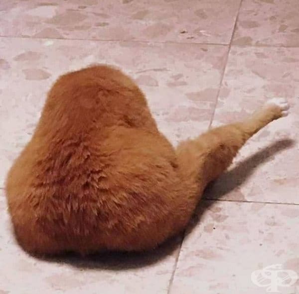 Тази котка прилича на печено пилее.