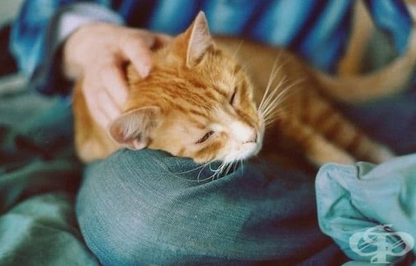 С тяхното магнитно поле (животинска енергия: по този начин котката може да ви отпусне, да подобри настроението ви, да неутрализира стреса и да лекува депресия).