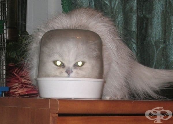 "Хей, ловуваш ли?"