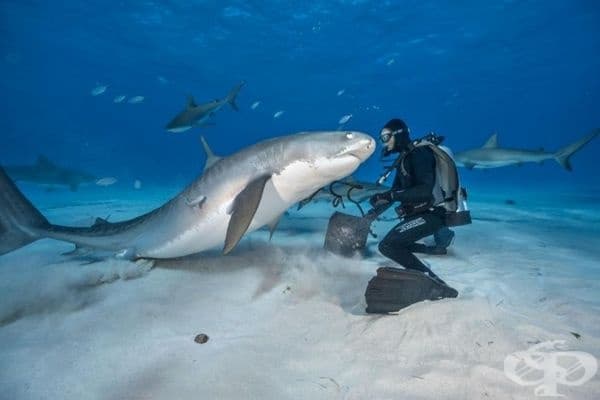 35 най-добри снимки в историята на National Geographic