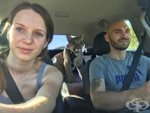 Отглеждането на екзотична котка е рядко явление, затова семейството документира всяка стъпка от живота му и споделя снимки в социалните мрежи.
