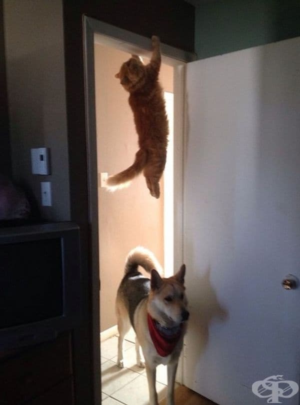 "Къде е котката?"