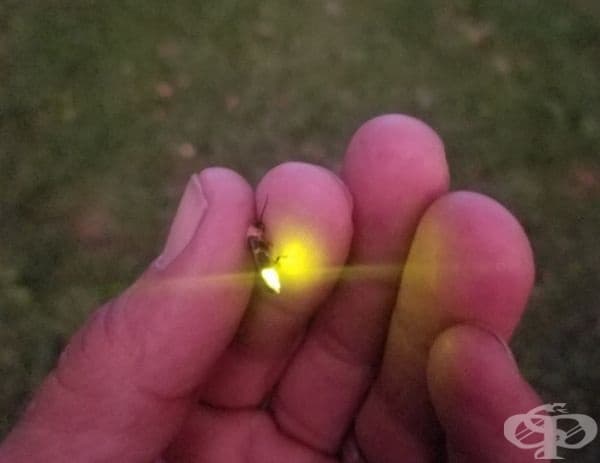 Сега вече знаете как изглежда светулката.