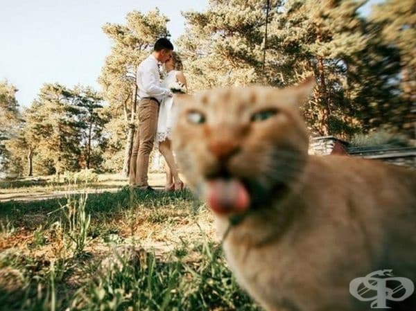 Когато коткат ви търси внимание.