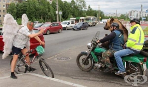 Ангел-пазител прави забележка за рисковото превозване на мечка.