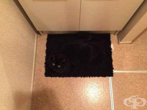 Хитрост от котешка класа.