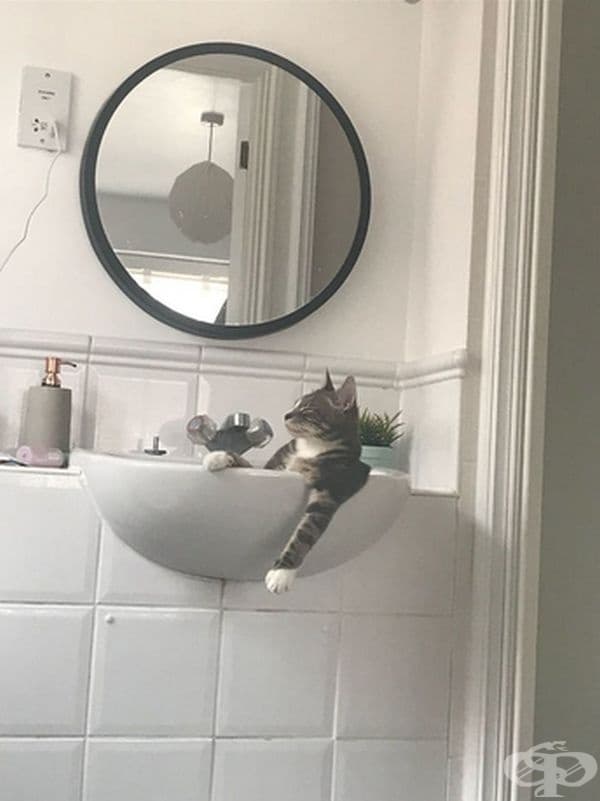 "Моята котка, когато си мисли, че е сама вкъщи."