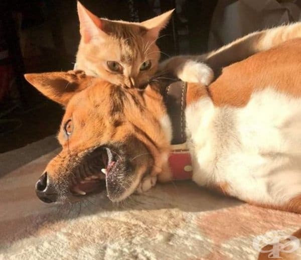 Властна котка.