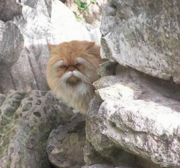 Тази котка изглежда на стар кунг фу майстор.