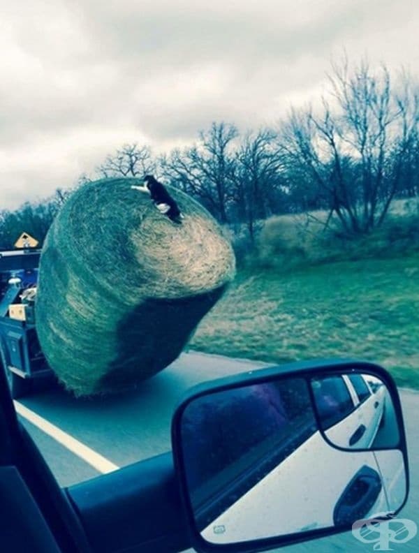 Има нещо съкровено там или просто обича да се забавлява.