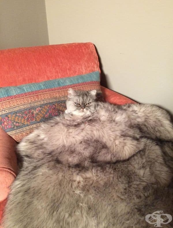 Котка под прикритие.