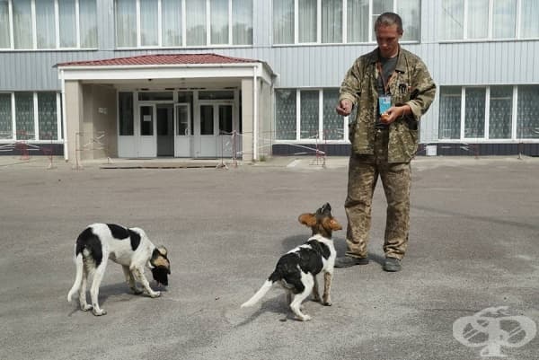 За някои кучета се грижи персоналът, който поддържа купола в Чернобил.