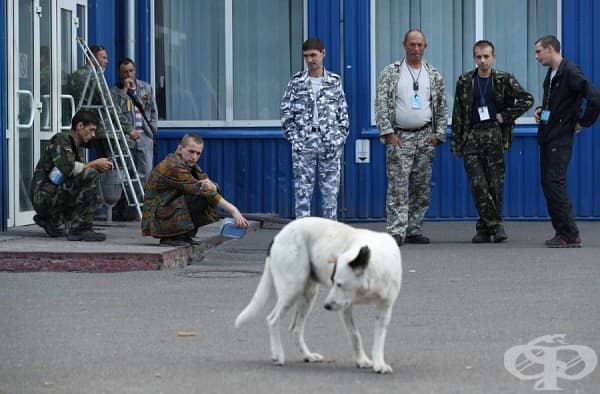 Служители на украинските власти се радват на диво куче по време на почивката си.