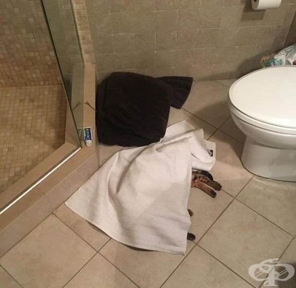 "У нас коткта затопля кърпите преди употреба."
