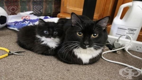 15 невероятни котки и техните малки копия